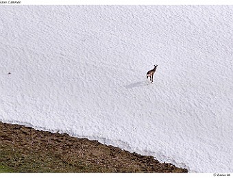 Animali 006